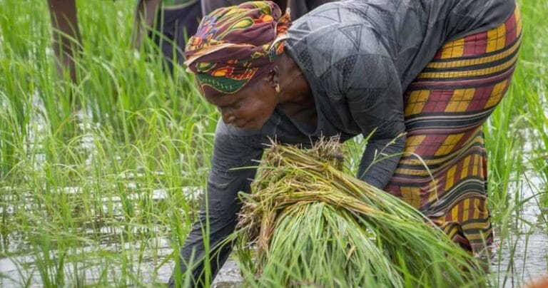 AfDB Climate Action Window funding